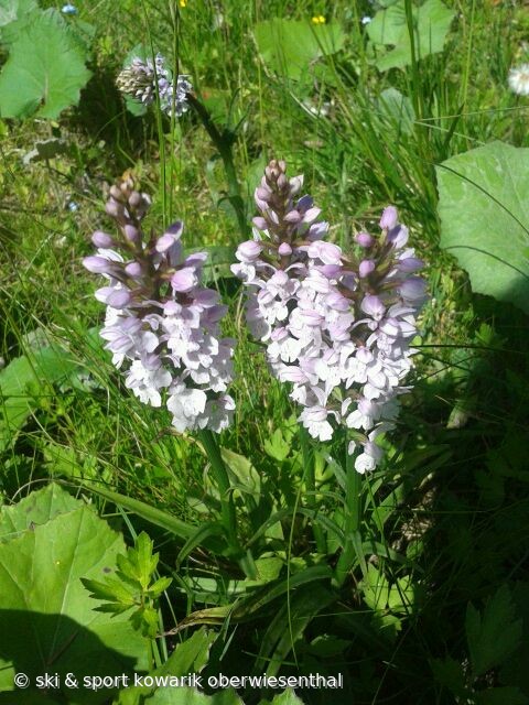 Natur erleben - beim Nordic Walking in Oberwiesenthal (c) Ski und Sport Jana Kowarik Oberwiesenthal